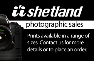 i'i Shetland Photographic Sales